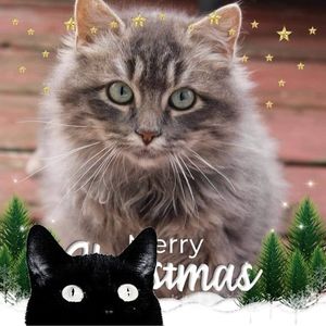 Meet your Posher, Cm